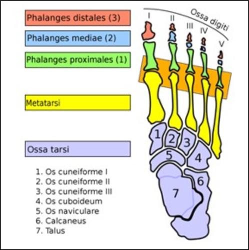 image of bones in foot