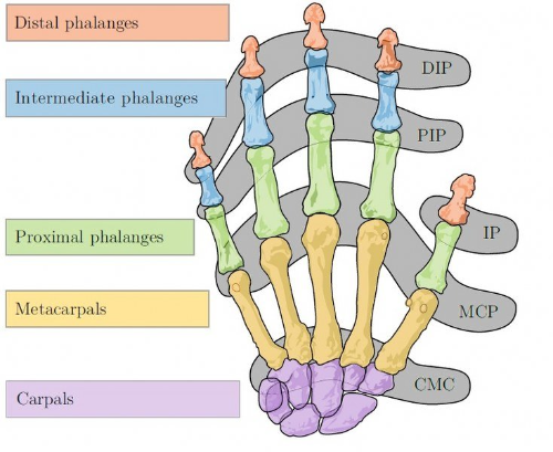image of bones in hand